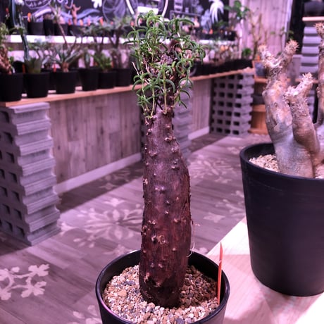 mestoklema   tuberosum《M  size》※冬季も成長開花するインテリア性高き人気灌木caudex‼︎  