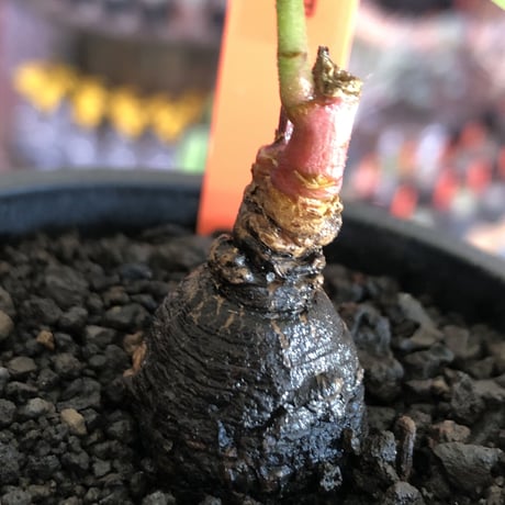 monadenium discoideum《M size 》※現地球発根後店主国内管理2年株※激希少種‼︎ツルツルブラック肌&葉とのcontrastも美しすぎる一株※mad black pot植え