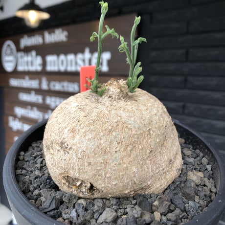kedrostis africana《大きめL size》※現地球発根後店主国内管理2年株※大変ぼってりと丸い極美株‼︎雌雄異株型種‼︎※mad black bowl pot植え