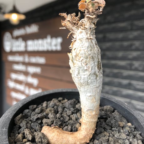 sesamothamnus rivae《大きめS size》※現地球株発根済※小振り現地球株は逆に珍しく白く美しくも味深き表皮のメクれが堪らない一株※black pot植え