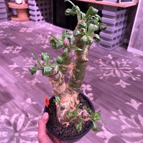 tylecodon  paniculatus 《太めM size》店主3年管理株‼︎ 激推し株‼︎　※mad black pot植え