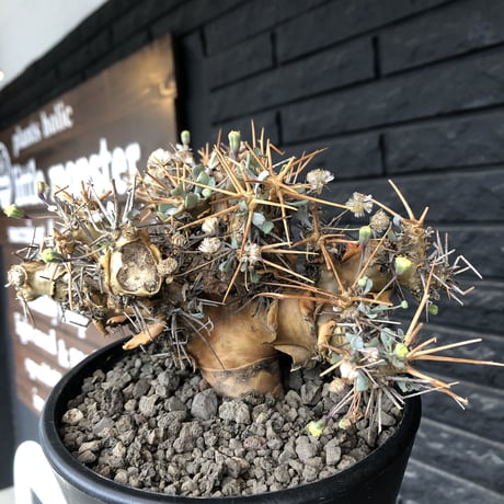 othonna  euphorbioides《L L size》※現地球発根後店主国内管理6年株※極太幹のどっしり構え&良枝振りvolume満点樹形※mad black pot植え