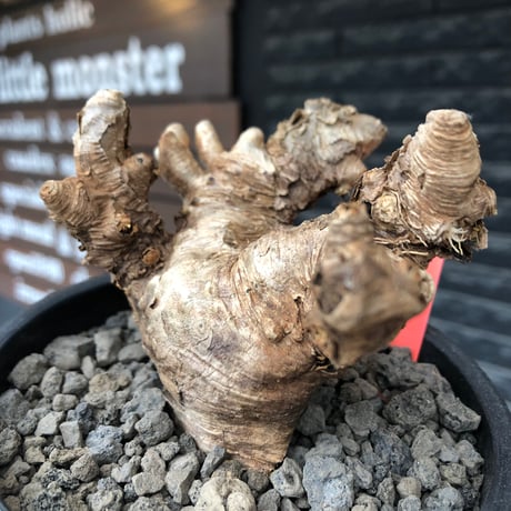 euphorbia itremensis《L size》※現地球株発根済①※極太塊根＆極太枝を持つマッチョなイトレ※black pot植え