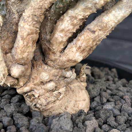 euphorbia tulearensis《 L size》※現地球発根後店主国内管理3年株※bigサイズ‼︎希少性No.1塊根ユーフォルビア‼︎※mad black pot植え