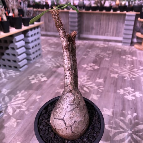packypodium  gracilius《M  size》※現地球発根済株‼︎※A面は恐竜の卵柄が入り、B面は現地焼けのある小さめでもぼってり🥚卵型樹形‼︎※mad black pot植え
