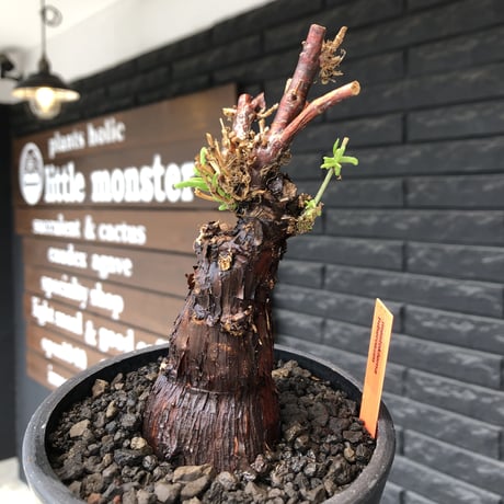 mestoklema tuberosum《M size》※現地球発根後店主国内管理4年株※compact且つ絶妙な纏まり良き良樹形‼︎冬季も動く唯一無二な希少灌木※mad black pot植え