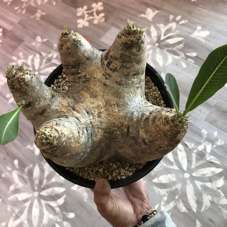 packypodium    roslatum var. eburneum（L size）