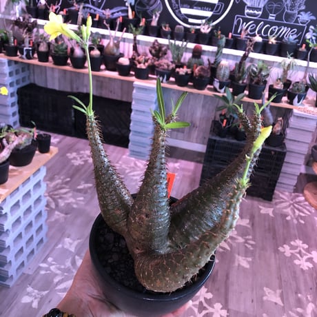 packypodium  gracilius《L size》希少4分頭株※現地球発根済株※店主国内管理3年株※極めて美しい肌質と最高樹形balance‼︎※mad black bowl pot植え