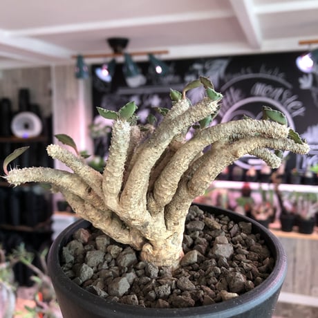 euphorbia tulearensis《L  size》※大変良き塊根と激しい枝振りを持つ希少性激高塊根ユーフォルビア‼︎丈も締まった将来有望株※mad black bowl pot植え