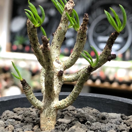 tylecodon buchholzianus《S size》※現地球株発根済※コンパクトで良樹形balanceなかわいい一株※black pot植え