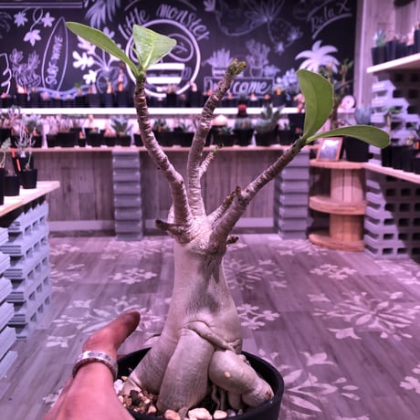 adenium    socotranum  《M  size》