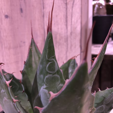 agave      montana