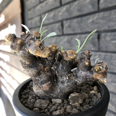 othonna  euphorbioides《大きめM size》※現地球発根後店主国内管理3年株※低重心weight低くボコボコ立体枝振り&極太株元も堪らない※mad black pot植え