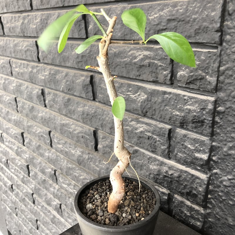 adansonia digitata （バオバブの木）《M size》 ※発根済株※冬季もし