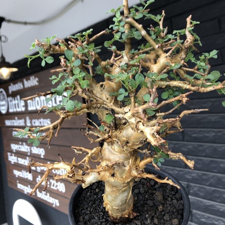 commiphora  stocksiana《大きめL size》※現地球発根後店主国内管理12年株※weight低く長年枝も太く作り込んだ佇まいが堪らない一株※鉄鉢植え