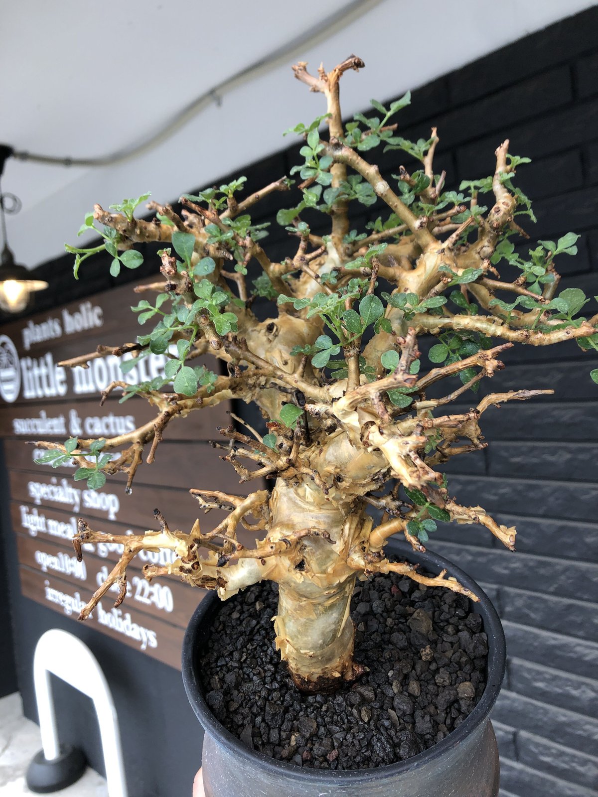 コミフォラストックシアナ　植物のみ コミフォラ ストックシアナ No.24 × 