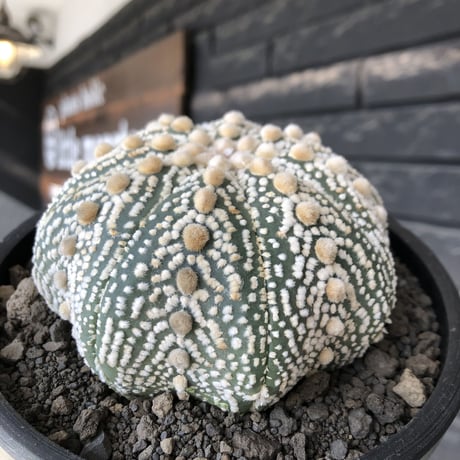 astrophytum asterias var.ミラクル兜《XL size》big株且つ極白肌が堪らない‼︎希少大株兜※店主国内管理13年株※mad black bowl pot植え