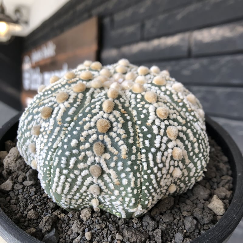 astrophytum asterias var.ミラクル兜《XL size》big株且つ極白