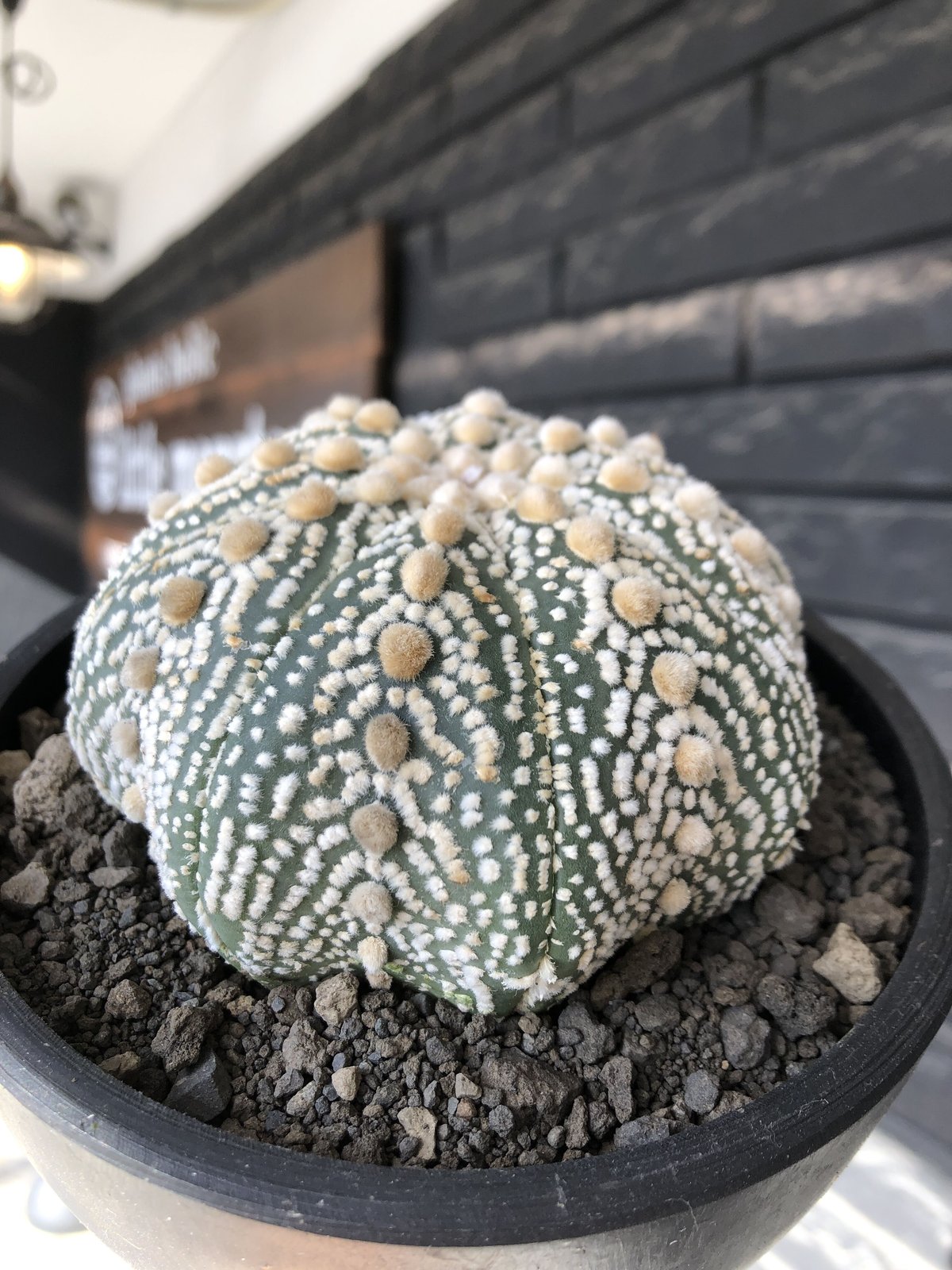 astrophytum asterias var.ミラクル兜《XL size》big株且つ極白