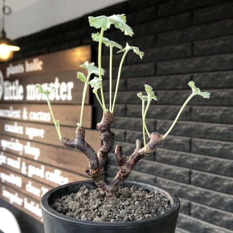 pelargonium  mirabile《大きめS size》※現地球店主国内管理4年株※愛おしく堪らないと感じる冬型の人気者※mad black pot植え