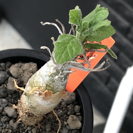 sesamothamnus rivae《小さめM size》※現地球株発根済※小振り現地球株は逆に珍しくその中でも株元太めの味深さも強く表皮のメクれが堪らない※mad black pot植え