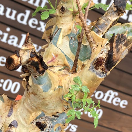 commiphora  holtziana《LL size》驚愕‼︎極太株※現地球発根後店主国内管理3年株※灌木が故の渋さ佇まいが堪らない渾身の極太wild株※mad black bowl pot植え