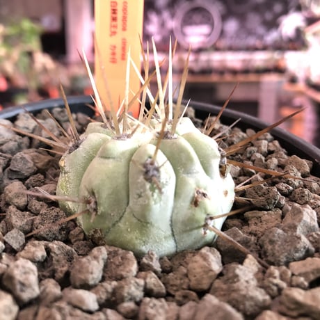 copiapoa   cinerea  長刺白棘黒王丸《小さめM size》希少※現地球株カキ仔自根株‼︎※mad black bowl pot植え