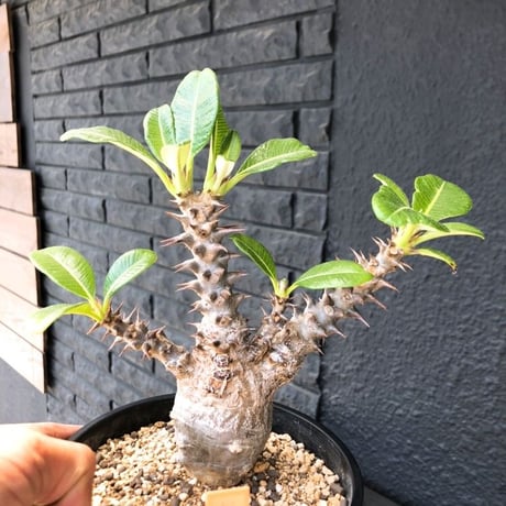 packypodium   windsorii《M size》店主個人株