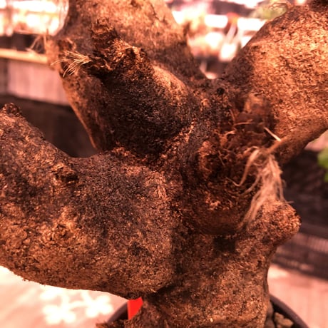xerophyta  trichophylla《S size》※現地球発根芽吹き済※驚愕強靭株※限りなくweightはlow‼︎過去1番小サイズのかわいいトリコフィラ※mad black pot植え