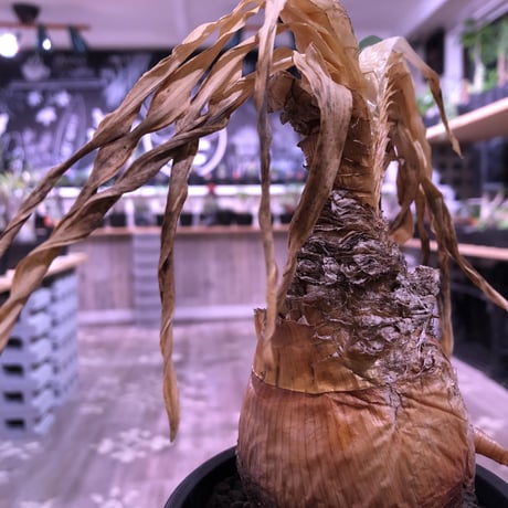 boophane   disticha  var.陽炎type‼︎《M size》※陽炎さがしっかり出てるcontrast抜群な一株‼︎mad black pot植え