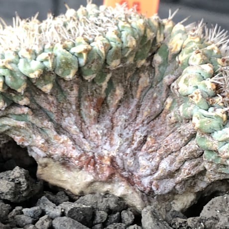 strombocactus 菊水《L size》※驚愕激希少‼︎現地球発根済株※店主国内管理7年株※実生菊水でなく希少性高さ現地球株の更にbigな綴化株‼︎※mad black pot植え