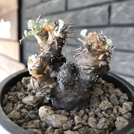 othonna  euphorbioides《M size》※現地球発根後店主国内管理3年株※compactに纏まり良き低重心weight低き選抜株‼︎※mad black pot植え