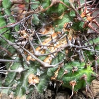 euphorbia golisana《M size》※現地球株発根済※木質化した極太主頭から伸びる良枝振りとコントラストが美しく厳つい棘々しさも堪らない‼︎※black bowl pot植え
