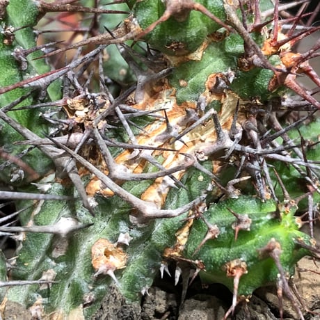 euphorbia golisana《M size》※現地球株発根済※木質化した極太主頭から