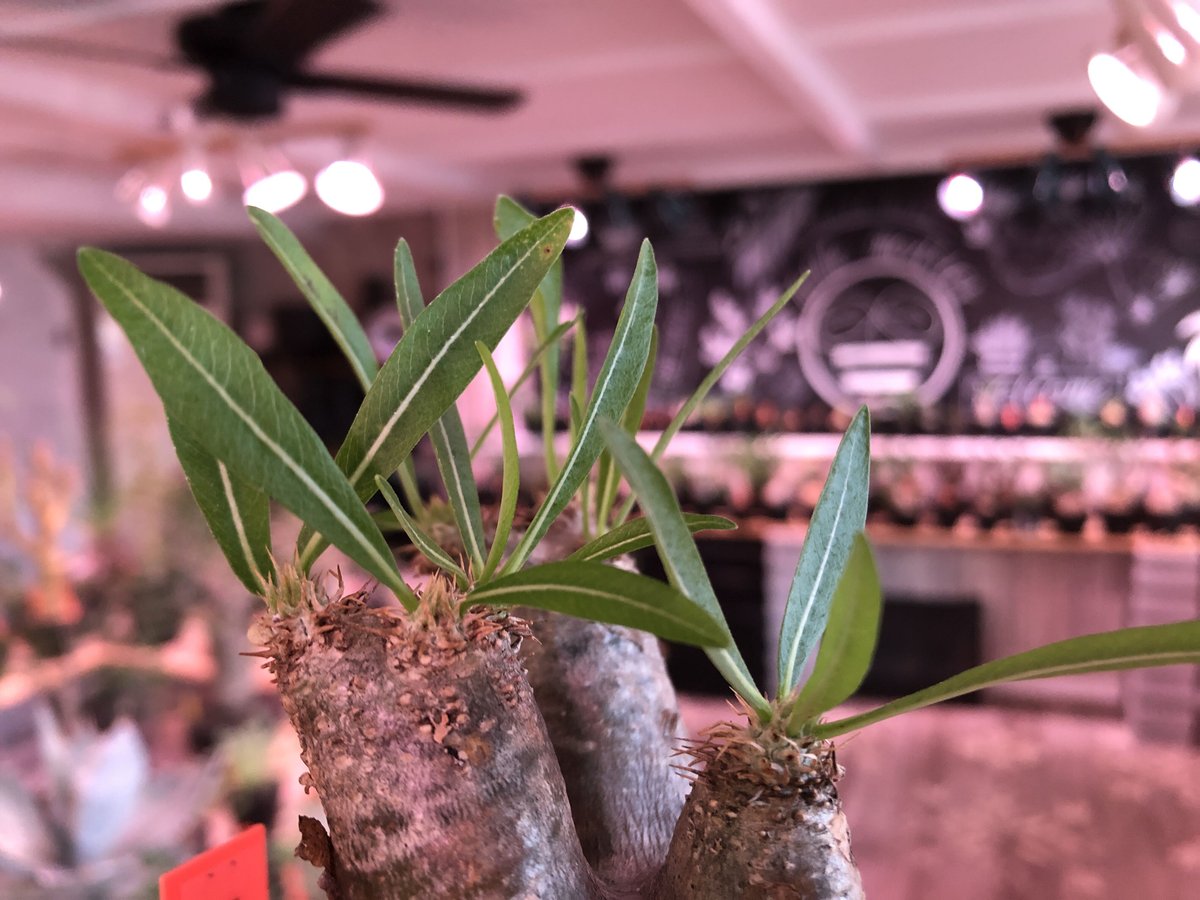 希少】パキポディウム イノピナツム 発根済み 大きめ packypodium