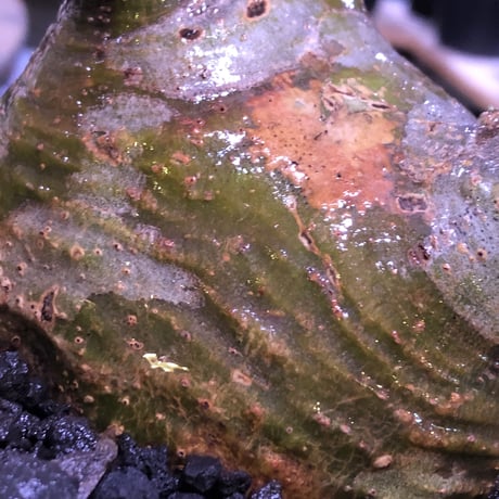 packypodium  gracilius《大きめM size》※現地球発根済株※店主国内管理5年株※一部現地焼けと希少green肌＆纏まり過ぎない歪感ぼってり樹形※mad black pot植え