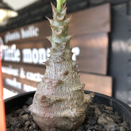 pachypodium windsorii《M size》※選抜littmon seed🌱※weight低き極ぼってり株元な良樹形※mad black pot植え