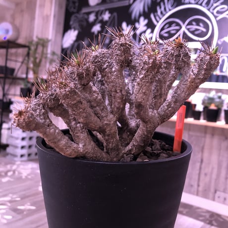 euphorbia  gullauminiana（ M size）