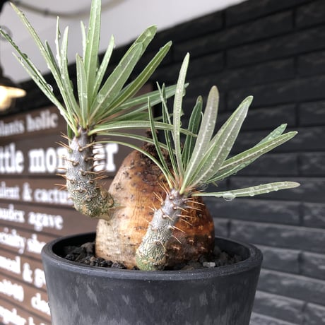 pachypodium gracilius《大きめM size》※現地球株発根済※成長点潰れ&ワイルド現地焼け肌‼︎子孫繁栄意識高く胴吹き枝の装いが堪らない良樹形※mad black pot植え