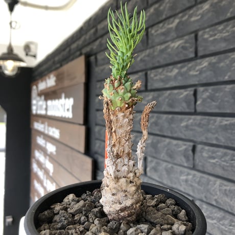 euphorbia ramiglans《 M size》※現地球発根済株※店主国内管理発根後2年株※ゴツゴツ感と白く美しく朽ちくした肌が堪らなく味深い一株‼︎※mad black pot植え