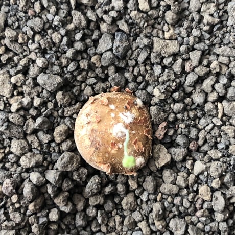 othonna  cacalioides《S size》激希少‼︎現地球株※発根後店主国内管理2年株※実生株の流通の中、小振りでも大変レアものな一株※mad black pot植え