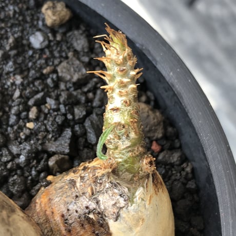 pachypodium gracilius《M size》現地焼け肌&4-he'd株※現地球発根後店主国内管理3年株※まさに🥚卵のかの如く‼️渾身の一株※mad black bowl pot植え