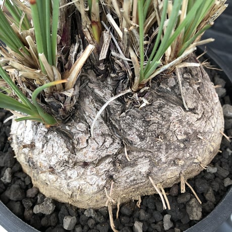 calibanus hookeri《L L size》※現地球発根後店主国内管理6年株※大変bigな良樹形且つ荒々しいwild肌質な男前フーケリー‼︎※mad black bowl pot植え