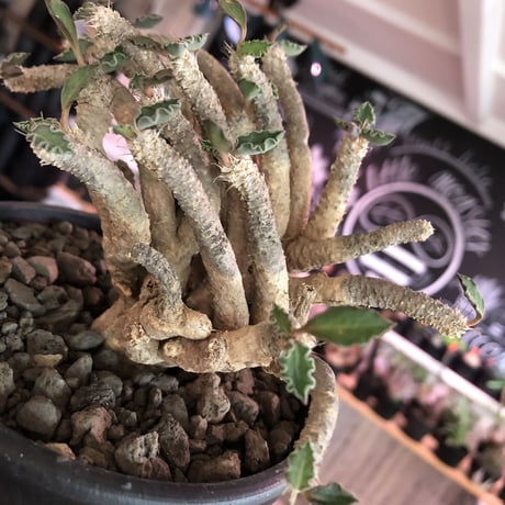euphorbia tulearensis《L  size》※大変良き塊根と激しい枝振りを持つ希少性激高塊根ユーフォルビア‼︎丈も締まった将来有望株※mad black bowl pot植え