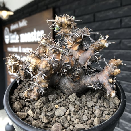 othonna  euphorbioides《L size》※現地球発根後店主国内管理4年株※weight低く低重心且つ枝振りも良き良樹形※mad black pot植え