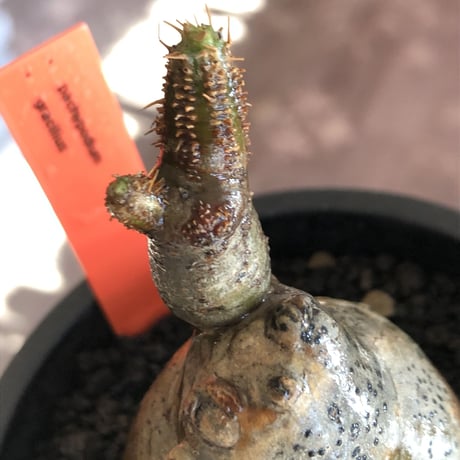 pachypodium gracilius《S size》一部green肌株※現地球発根後店主国内管理3年株※極短枝のコロコロまん丸樹形のかわいいグラキ※mad black pot植え