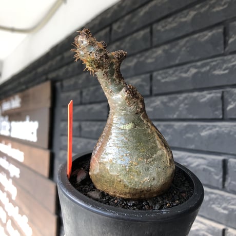 pachypodium gracilius《大きめS size》球体良樹形※現地球発根後店主国内管理3年株※weight低き短枝で360度球体良樹形※mad black pot植え