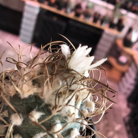 turbinicarpus 牙城丸《大きめL size》※現地球発根後店主国内管理18年株※希少‼︎長年育てたbig牙城丸‼︎藁の様な棘に美しい白花※mad black bowl pot植え