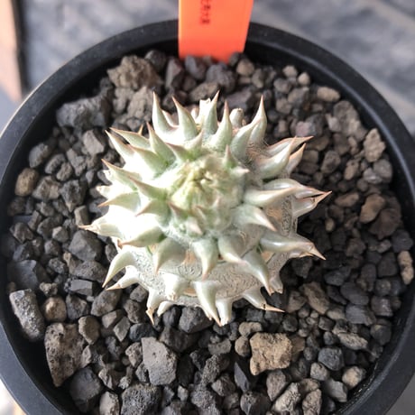 packypodium densicaule恵比寿大黒　littmon  seed🌱《大きめS size》※超球体&肌質が堪らないかわいさ100%‼︎※mad black pot植え