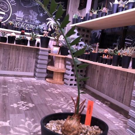 encephalartos   horridus《姫鬼蘇鉄》